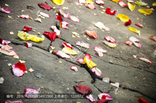散落的花瓣