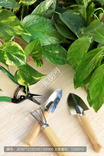 園藝工具和植物