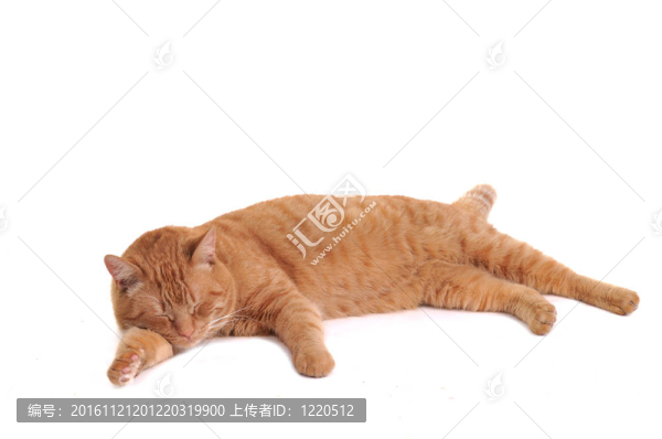 正在睡覺的貓