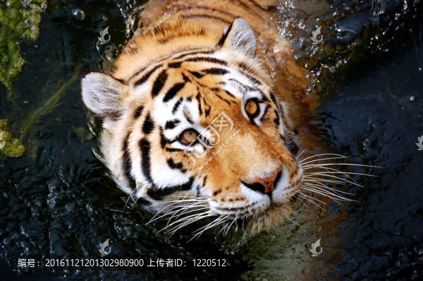 東北虎