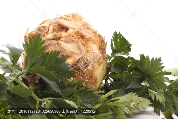 芹菜根