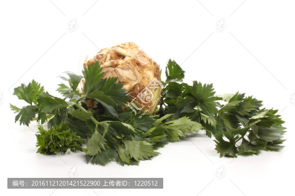 芹菜根