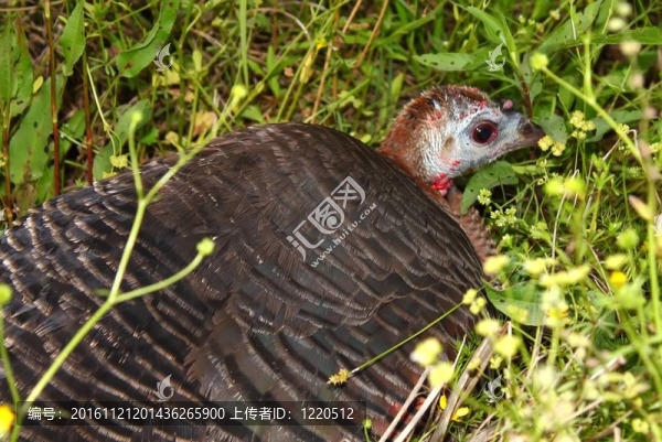 野火雞（Meleagris,gallopavo）