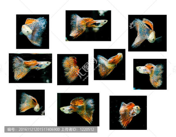 游泳的紅魚；熱帶魚寵物