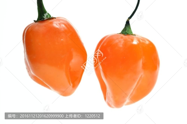 隔離鮮辣椒
