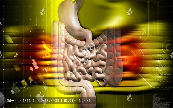 人類的消化系統(tǒng)