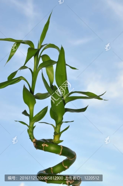 大自然的竹子與藍(lán)天