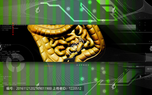 人類的消化系統(tǒng)
