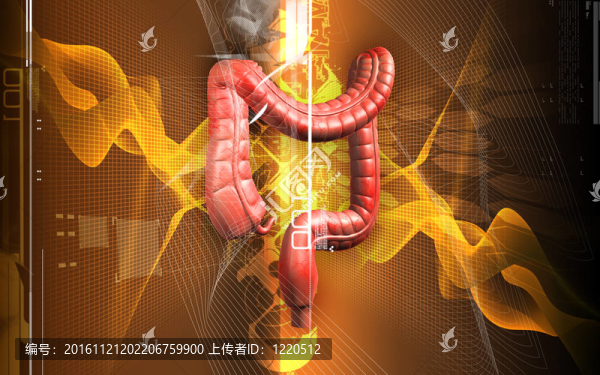 人類的消化系統(tǒng)
