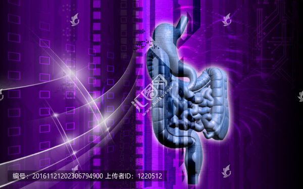 人類的消化系統(tǒng)