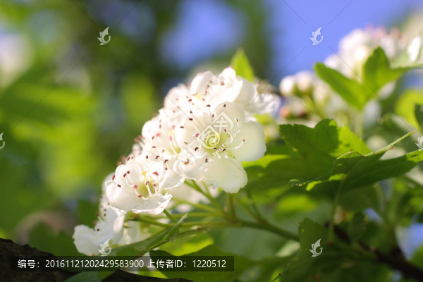 櫻花