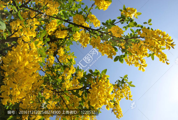 金鏈花灌木