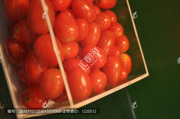 迷你西紅柿