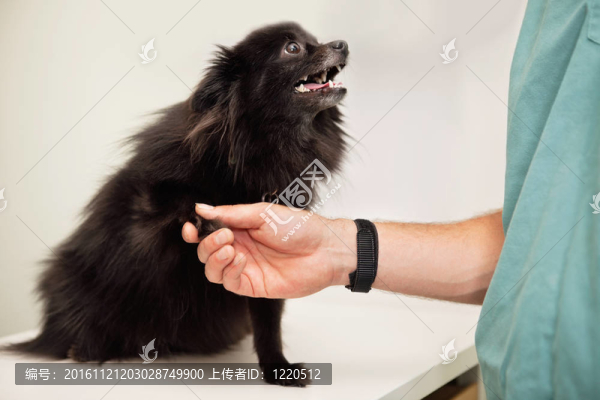 獸醫(yī)檢查狗的爪子