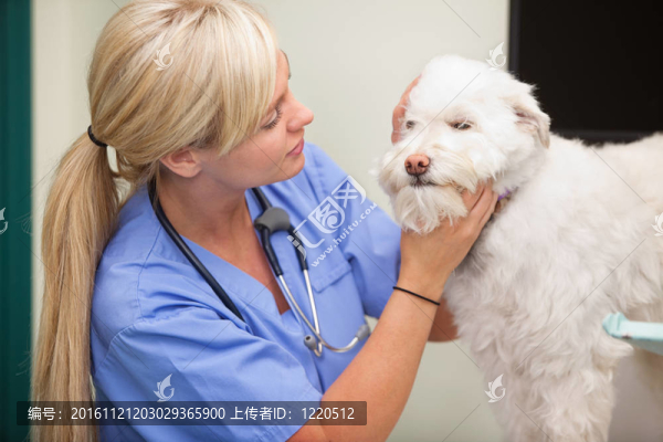 女獸醫(yī)檢查犬
