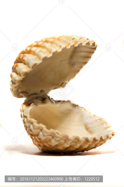 打開鳥蛤殼