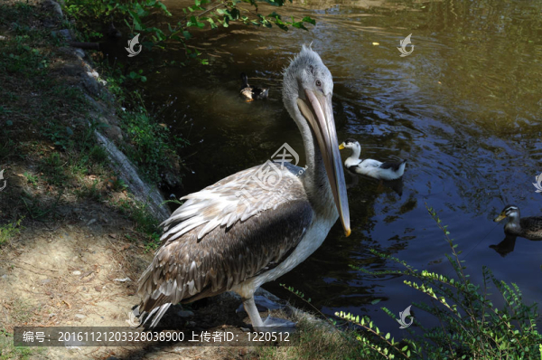 鵜鶘
