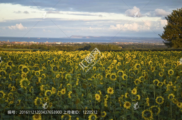 向日葵花田