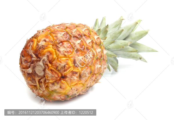 菠蘿