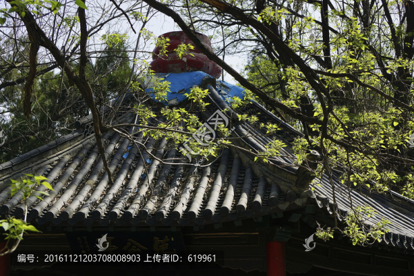 老楸樹開花