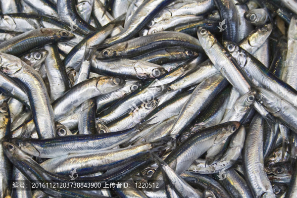 鳀魚
