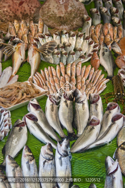 魚