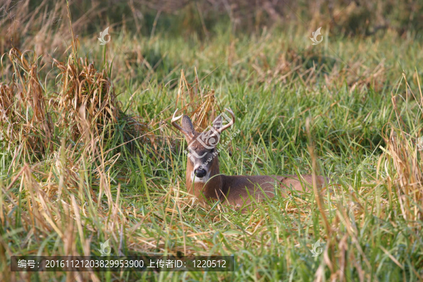 白尾Deer,Buck