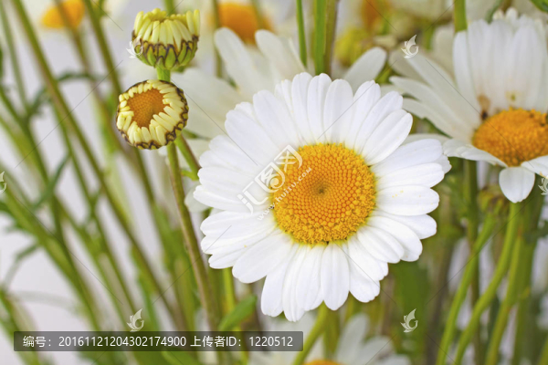 雛菊