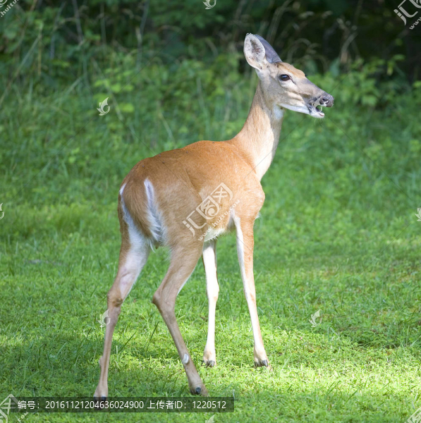 晴天DOE