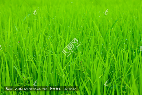 綠色的嬰兒米粉