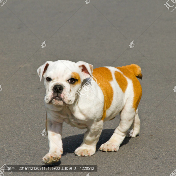 行走的斗牛犬
