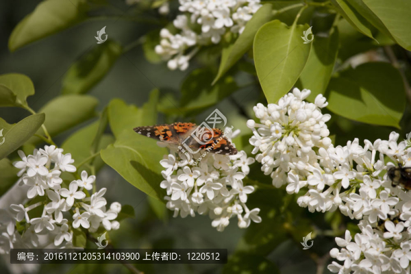 蝴蝶在白色的花上