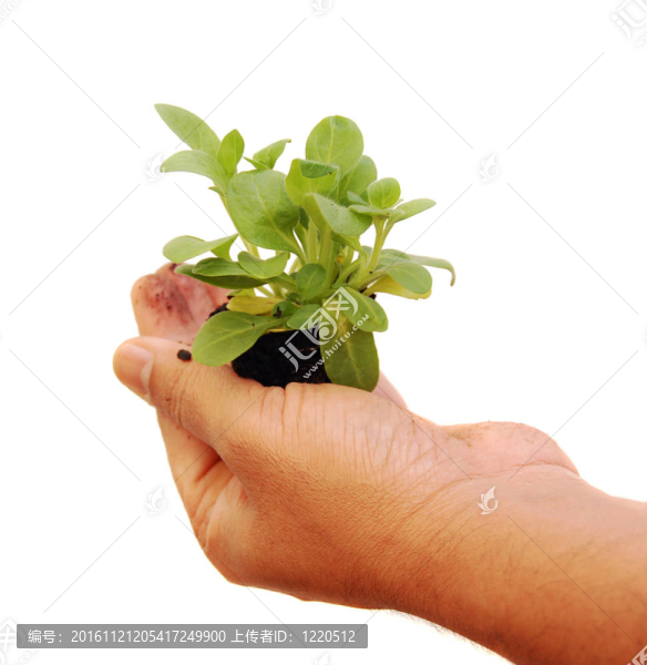 一只手拿著一株植物