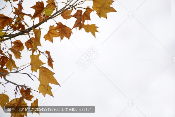 梧桐葉