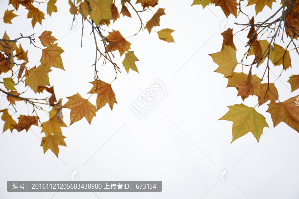 樹葉
