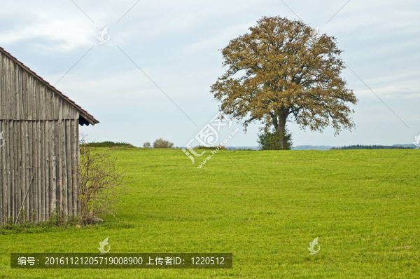 橡樹