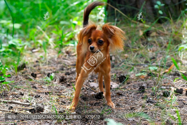 狗玩具狗在樹林里散步