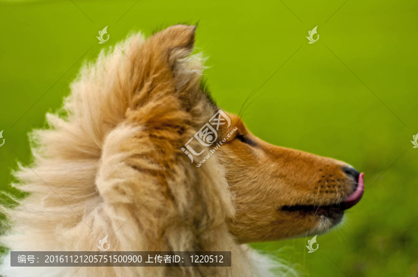 牧羊犬