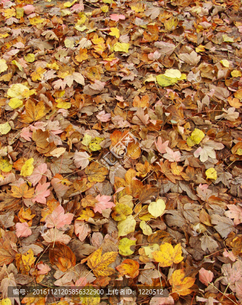 粉紅色；黃色；橙色和棕色的秋天落葉地毯