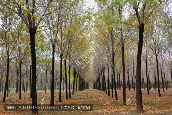 樹林