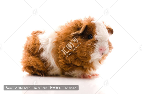 寶貝豬豬