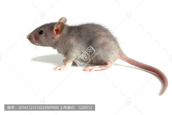 鼠標(biāo)