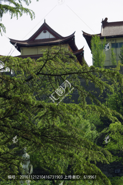 松枝