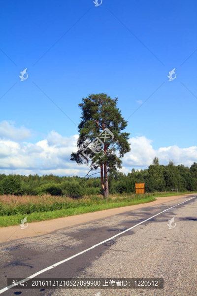 橡樹(shù)附近的道路