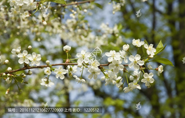 蘋(píng)果樹(shù)開(kāi)花