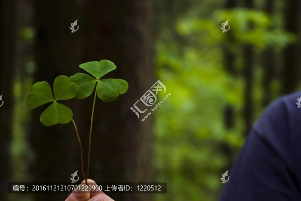 三葉草（Oxalis,acetosella）