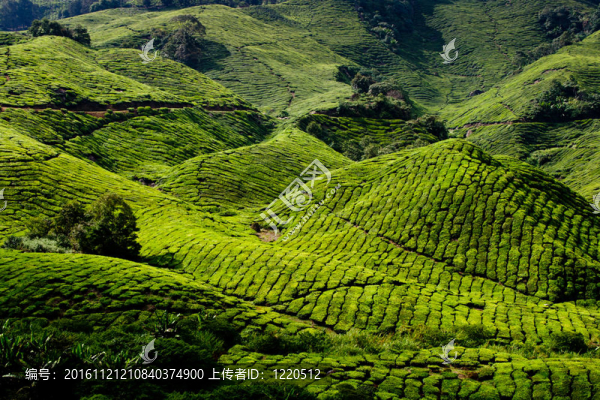 卡梅倫高原茶園