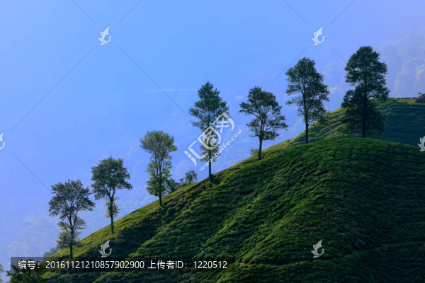 金馬倫高原