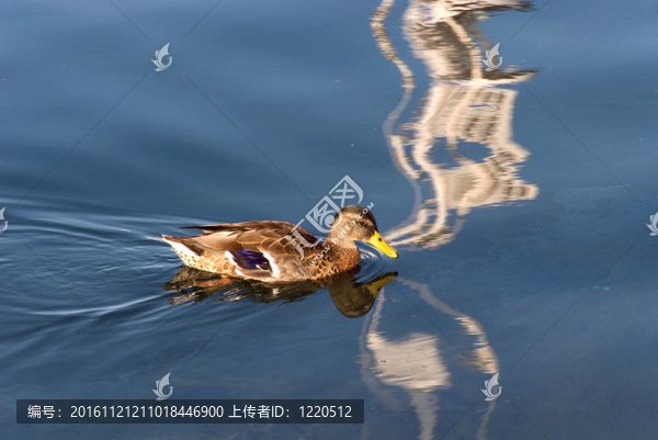 冰島usavik海鴨