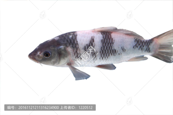 五顏六色的大錦鯉
